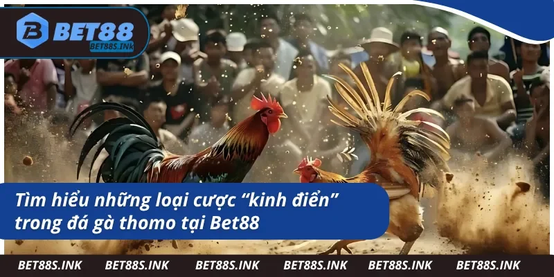 Những loại cược siêu phổ biến ở địa chỉ trường gà thomo 