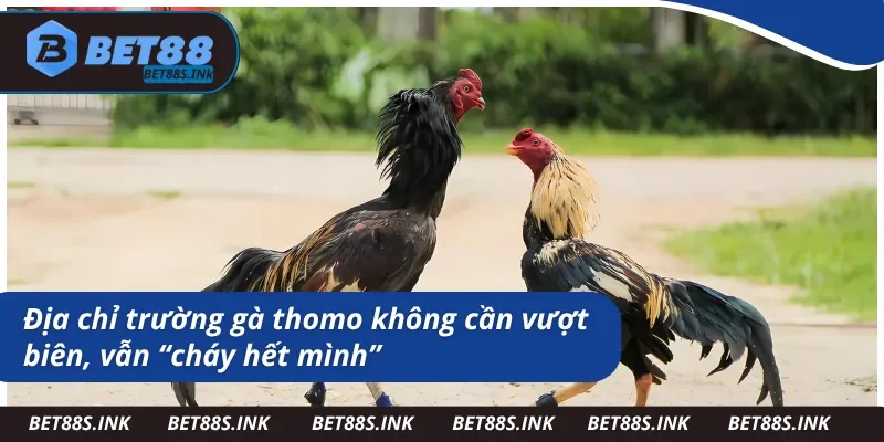 Tìm hiểu về địa chỉ trường gà thomo tại Bet88 