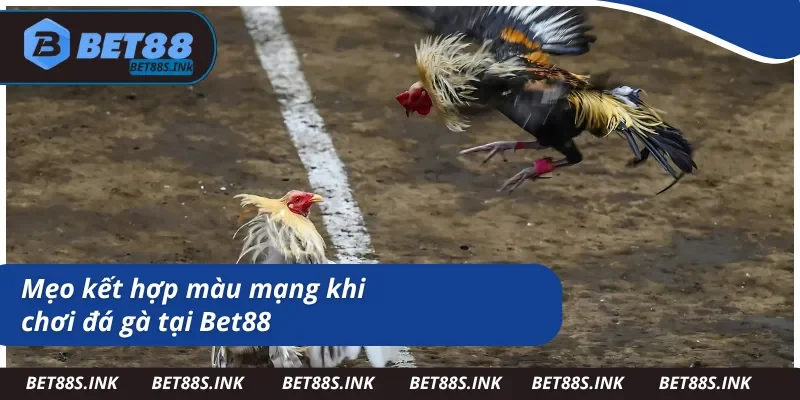 Cách vận dụng màu mạng đá gà mà bạn không thể bỏ qua 